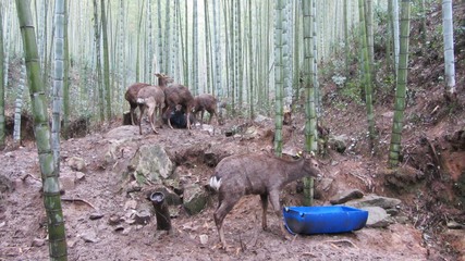 安徽潜山:林下经济成绿色富民产业