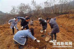 春暖植树正当时 渭滨区种下万余株 扶贫苗