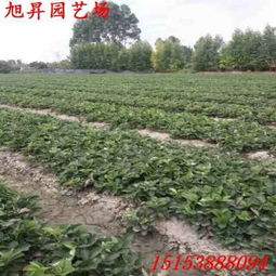 乌兰察布穴盘草莓苗隋珠草莓苗致富新品种