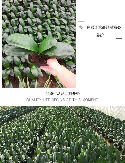 君子兰盆栽植物好养室内客厅办公室桌面花卉绿植四季常青开花盆景