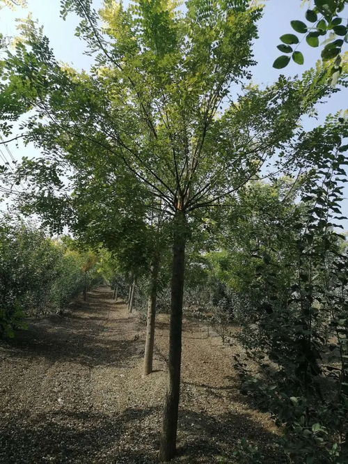 恭喜郓城县华泽苗木种植场入驻苗木通 山东李全启 精品国槐专供