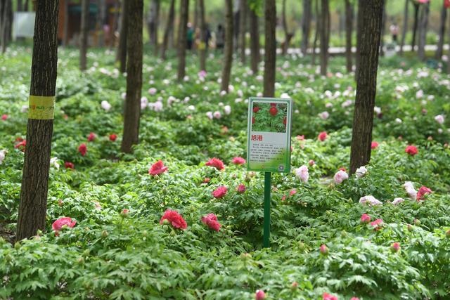 赏花逛非遗集市“五一”到通州漷县赏北京最大林下牡丹花海