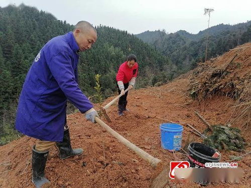 图说怀化 村民抢抓农时造林