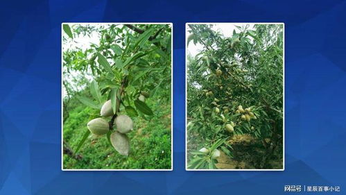 现在农村荒山种植什么好,巴旦木树苗种植不可少