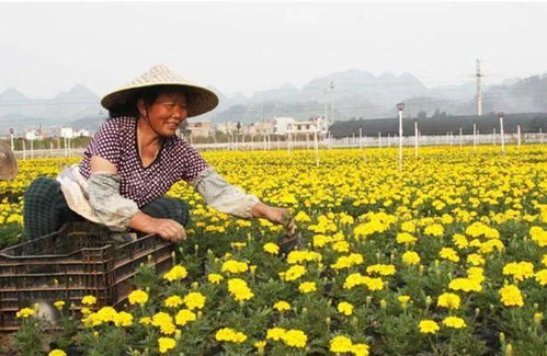 盘点2020 江西苗木花卉种植面积100万亩 产值300亿元