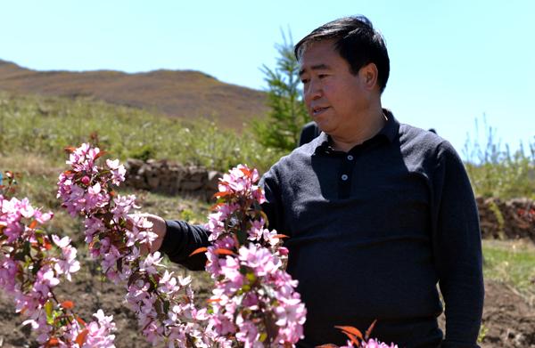 围场县张家湾乡小山村里种满“金果树”