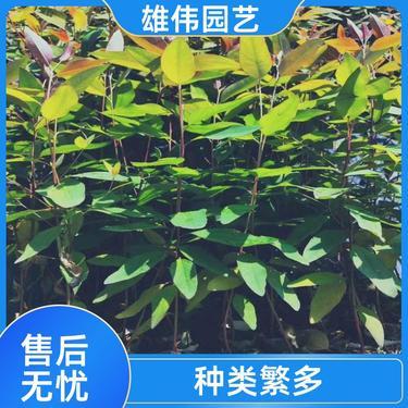 桉树苗批发多少钱一棵