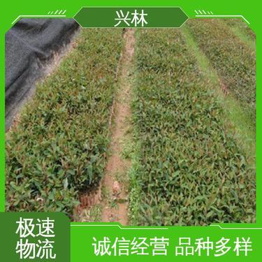 现在桉树多少钱一亩