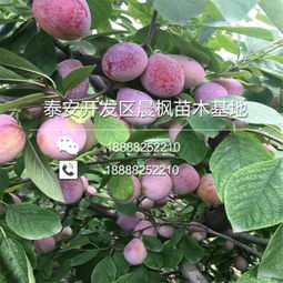 【红喜梅西梅苗怎么联系】-