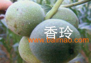 山西省运城市绛县古绛镇批发供应核桃苗,果树苗,葡萄苗,山楂苗