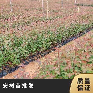 桉树苗多少钱一棵
