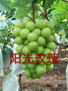【冬桃苗新品种,冬雪蜜桃树苗】- 