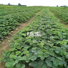 廊坊佐贺清香草莓苗种植方法