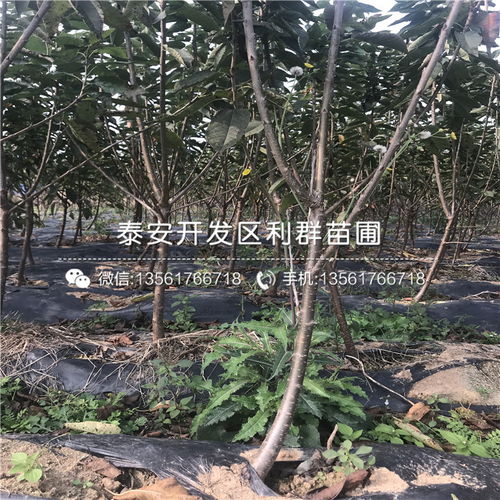 【批发樱桃苗哪里出售、批发樱桃苗多少钱一棵】- 