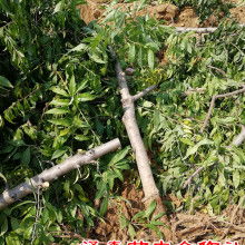 绛县泽森苗木种植专业合作社 供应产品