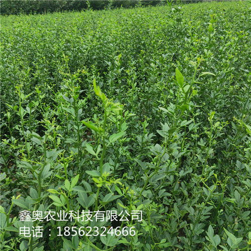 公司报价 枸橘苗品种齐全包头 大量出售 枳壳苗