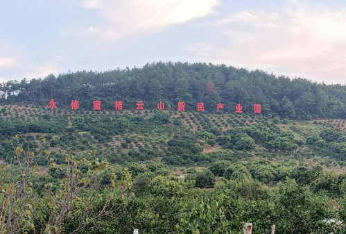 永修县云山集团首届柑橘采摘节10月10日开幕