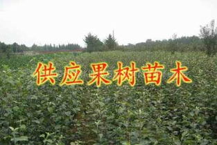 1127 长期大量供应各种果树苗木 