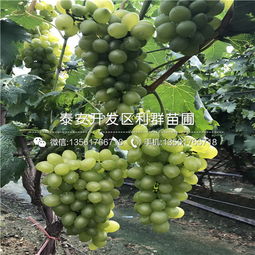 山东葡萄树苗多少钱一棵