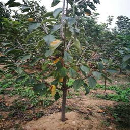 新闻 渠县蘅臬樱桃苗多少钱价格是多少